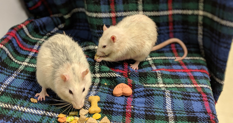 Can rats sales eat dog food